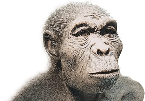 Which species was known as the handy man?